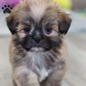 Taylor, Lhasa Apso Puppy